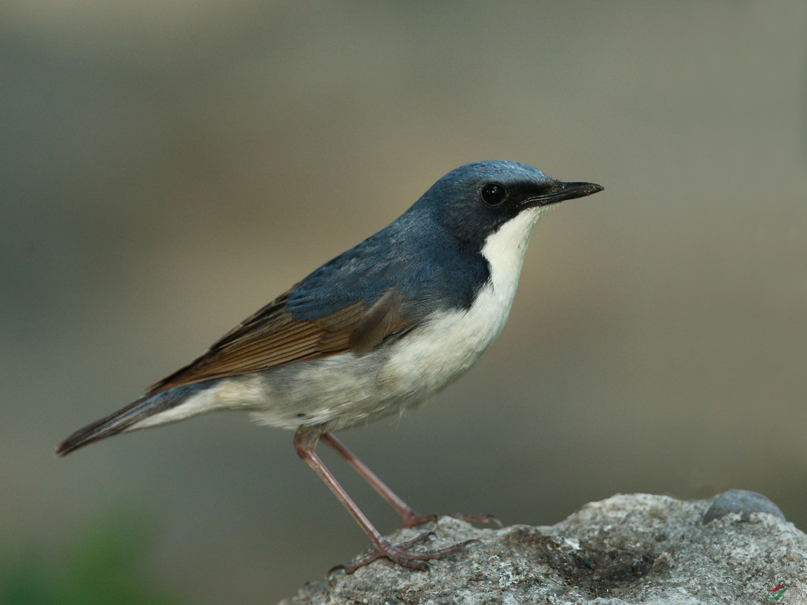 蓝歌鸲--北京动物园