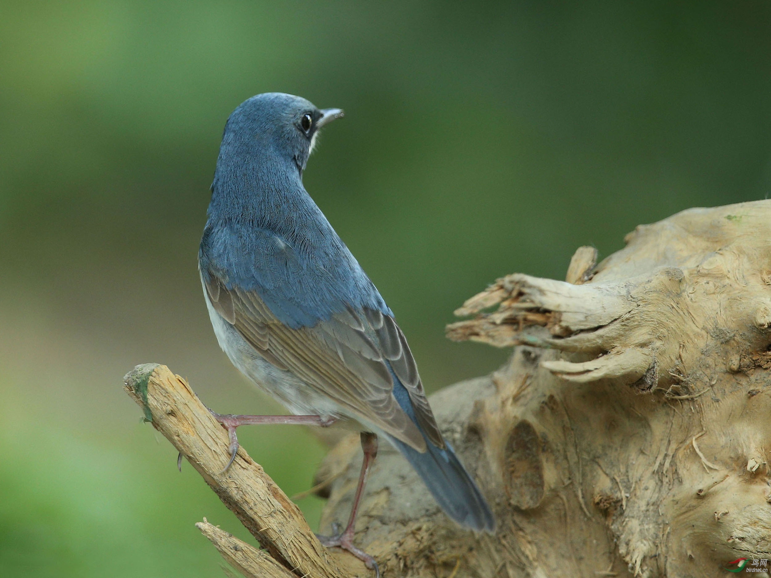 蓝歌鸲--北京动物园