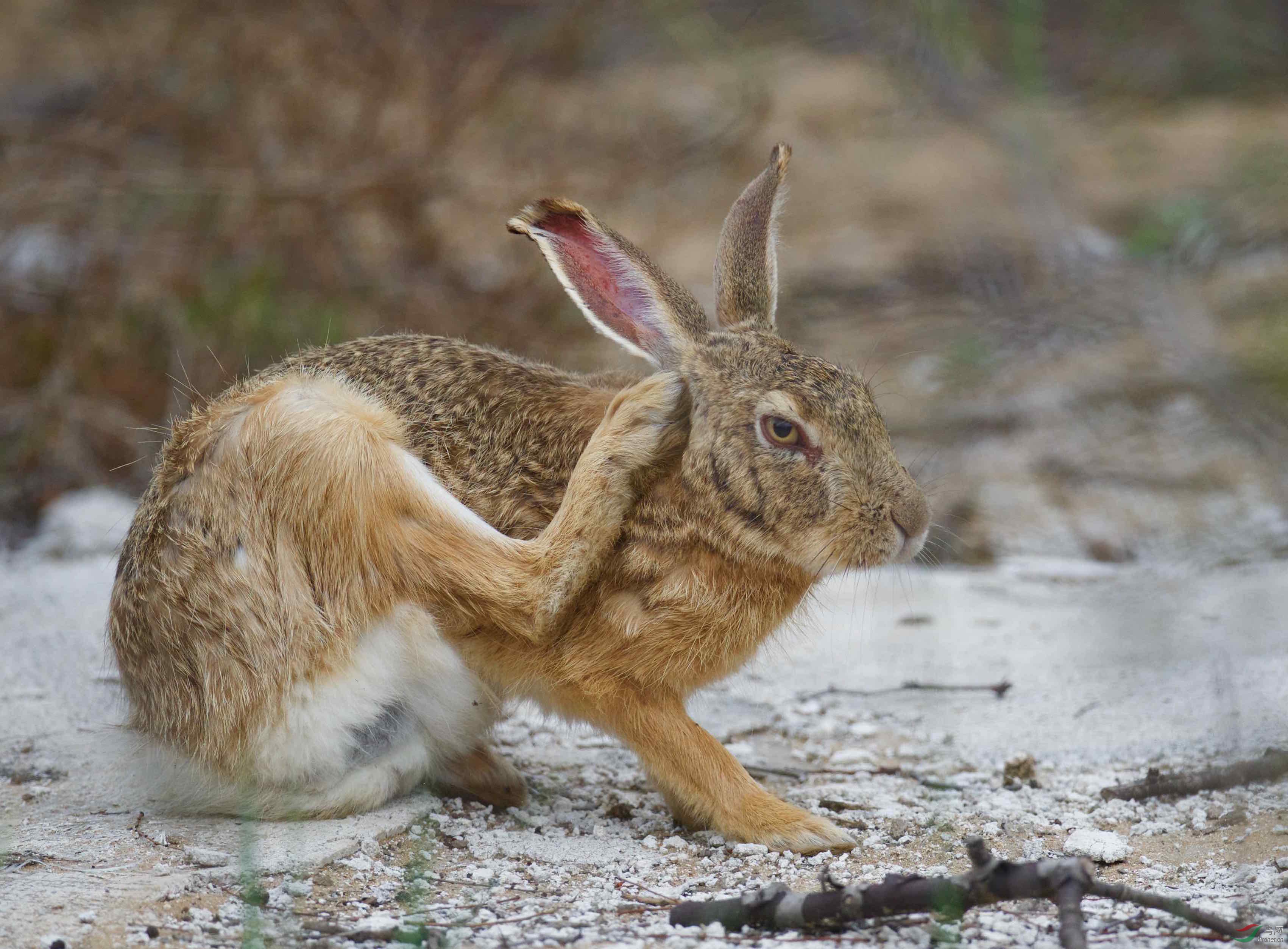 中国野兔真实图片