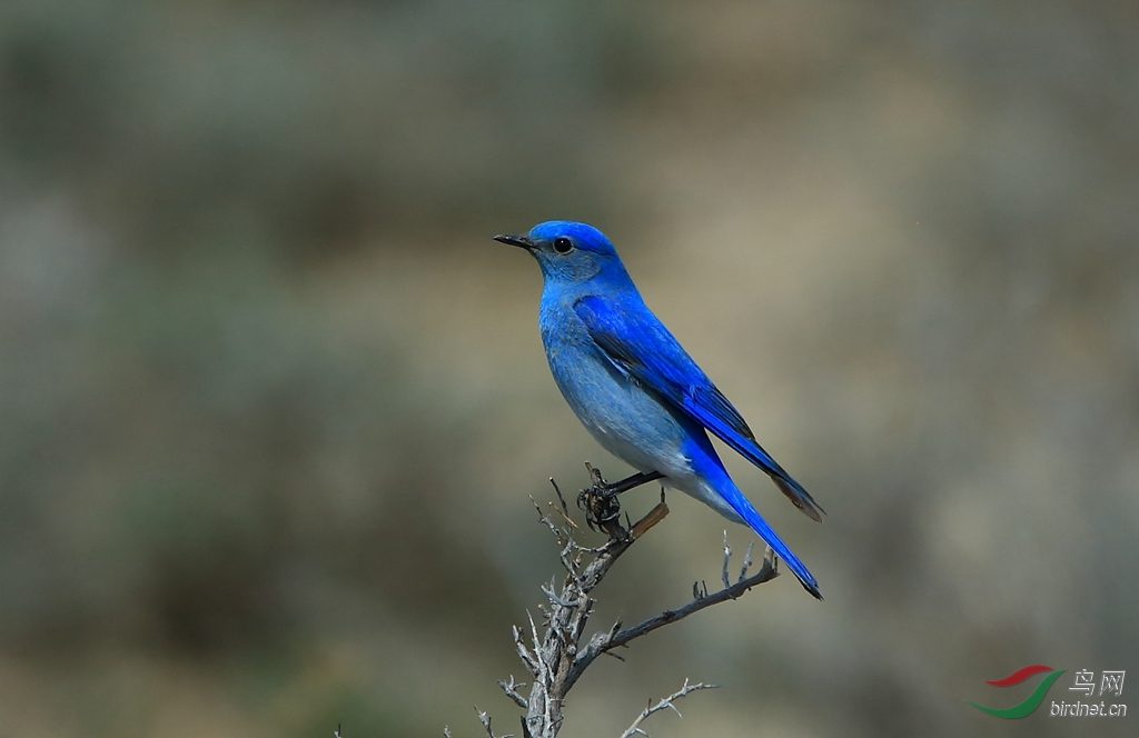 山蓝鸲mountain bluebird.jpg