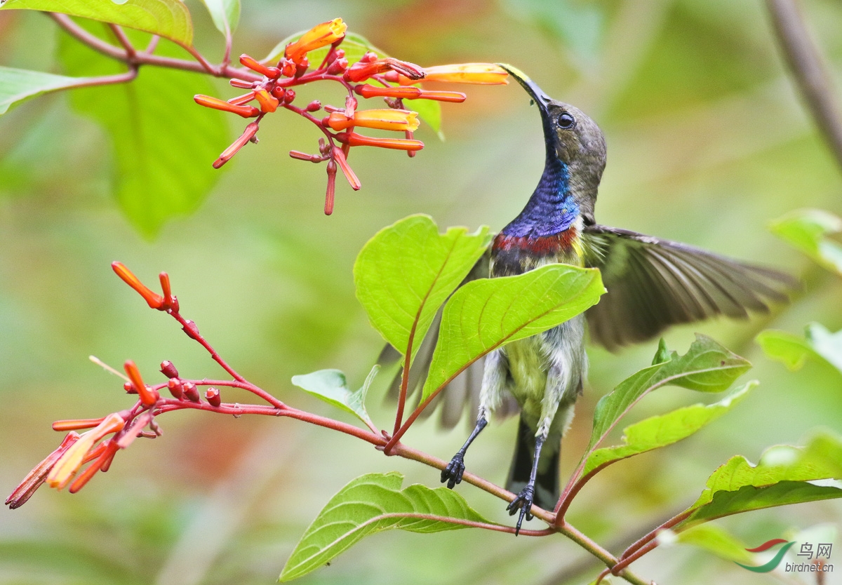 中国蜂鸟黄腹花蜜鸟