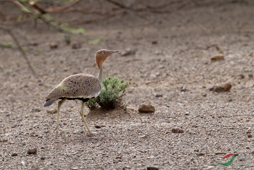 黄冠鸨buff-crested bustard