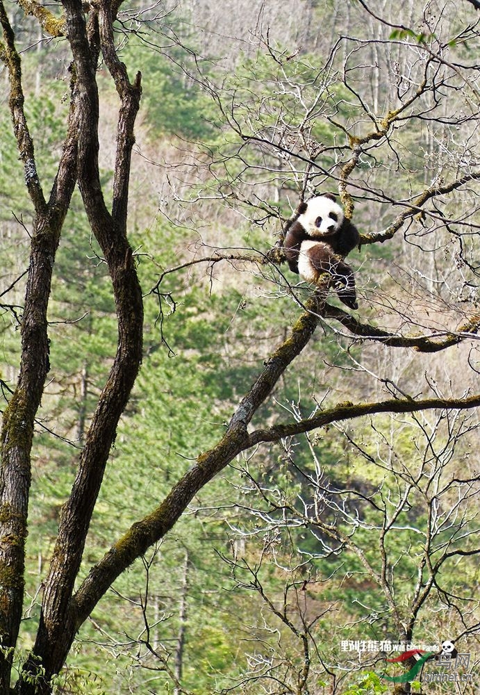 少年熊猫在树上