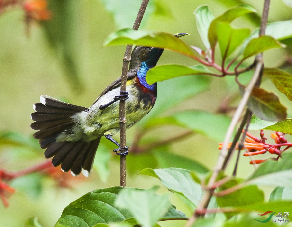 中国蜂鸟黄腹花蜜鸟呆板