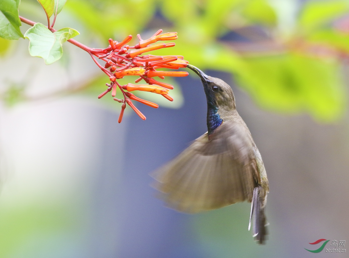 中国蜂鸟黄腹花蜜鸟悬停飞版