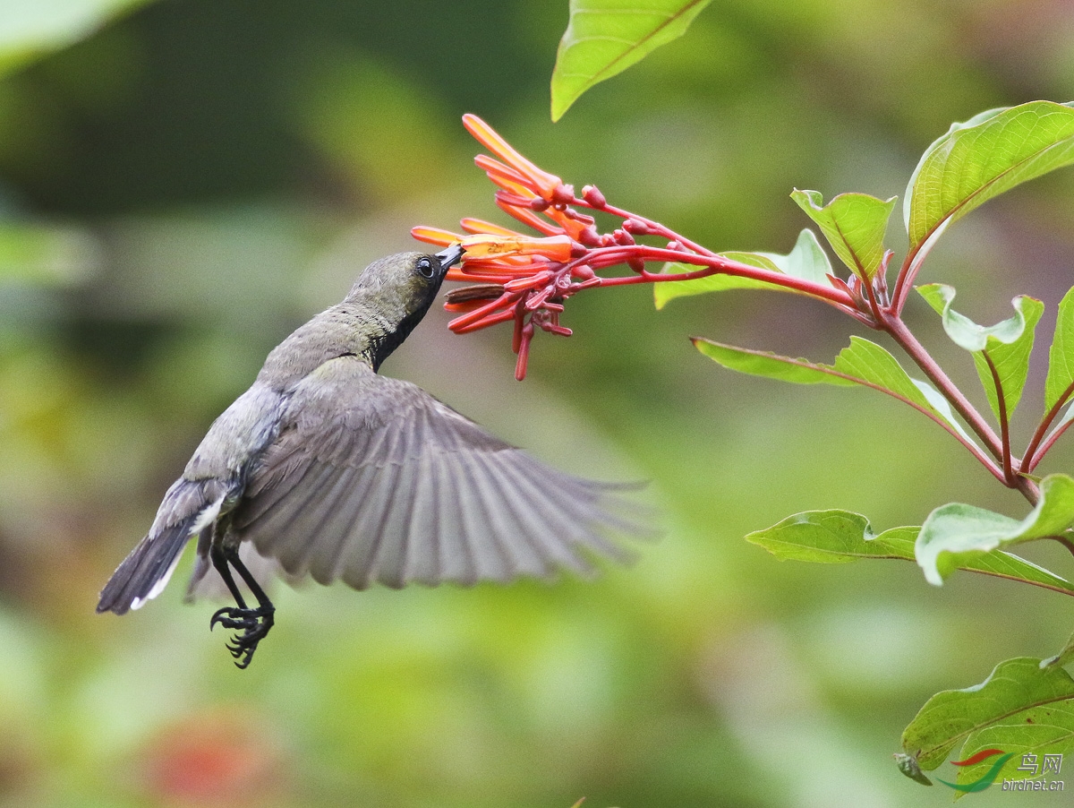 中国蜂鸟黄腹花蜜鸟悬停飞版