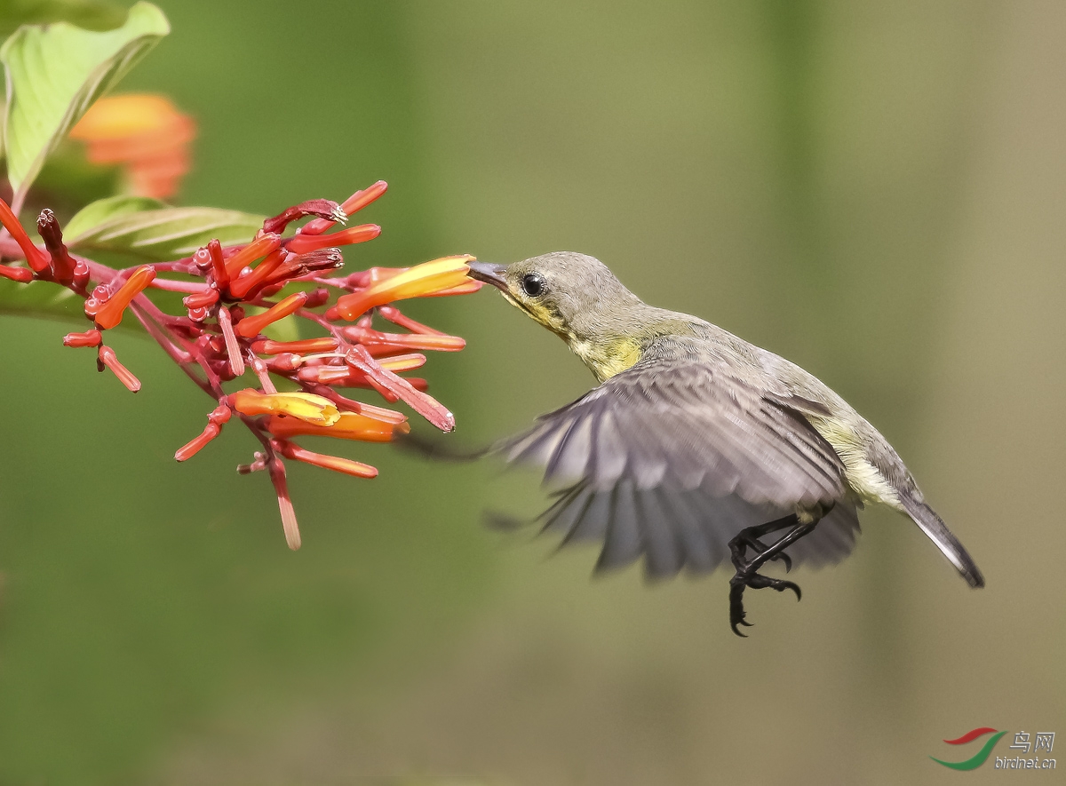 中国蜂鸟黄腹花蜜鸟悬停飞版