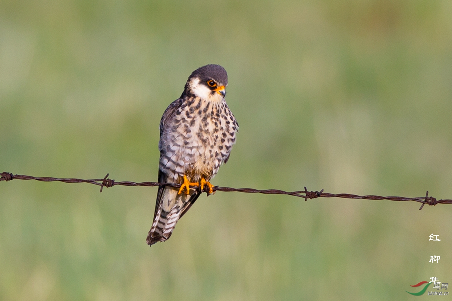 红脚隼
