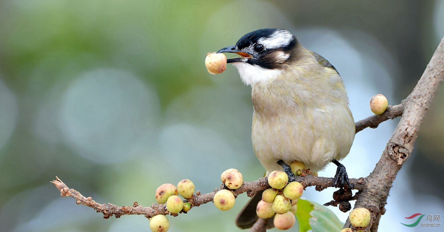 白头鹎吃果果 - 四川版 sichuan 鸟网
