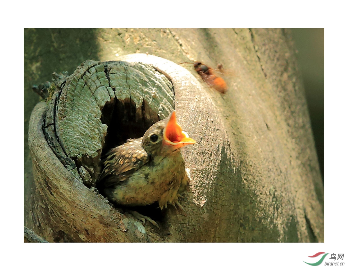 幼鸟捕食