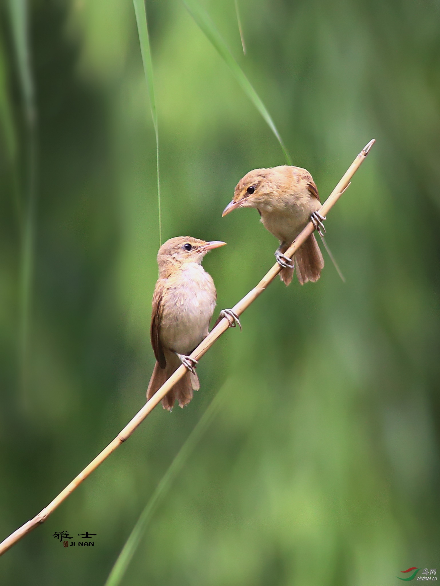一对友好的大苇莺雏鸟出巢不久