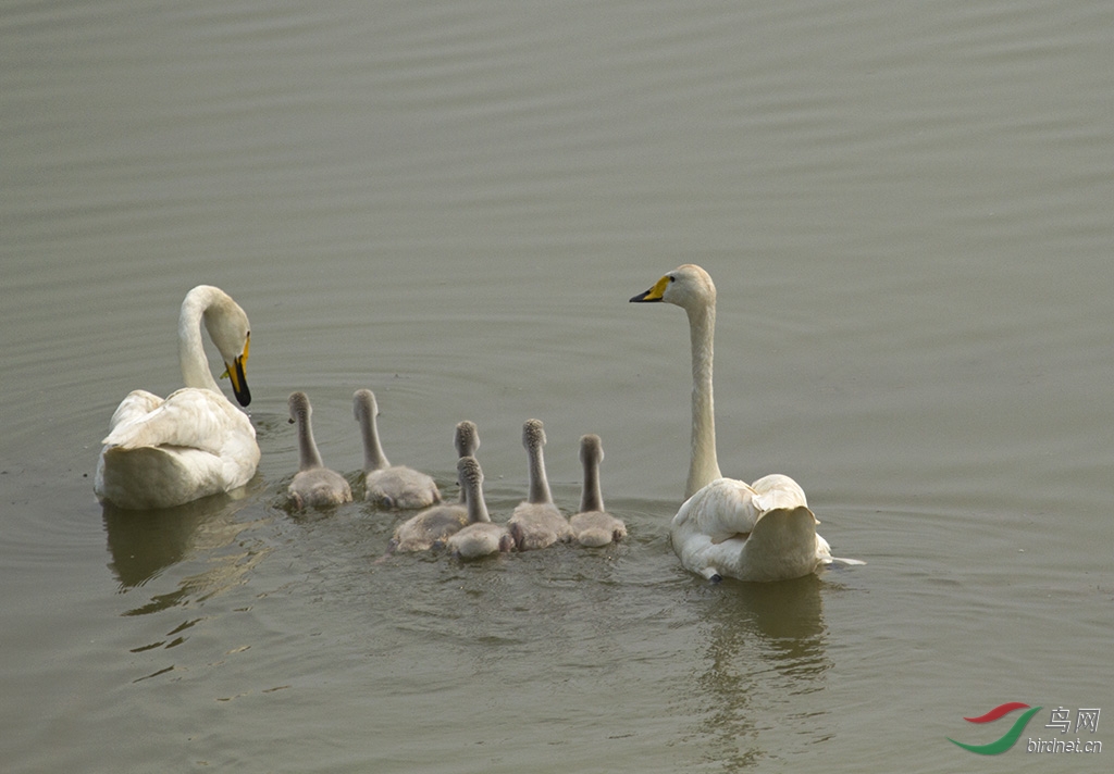 三门峡湿地公园产卵孵出的小天鹅