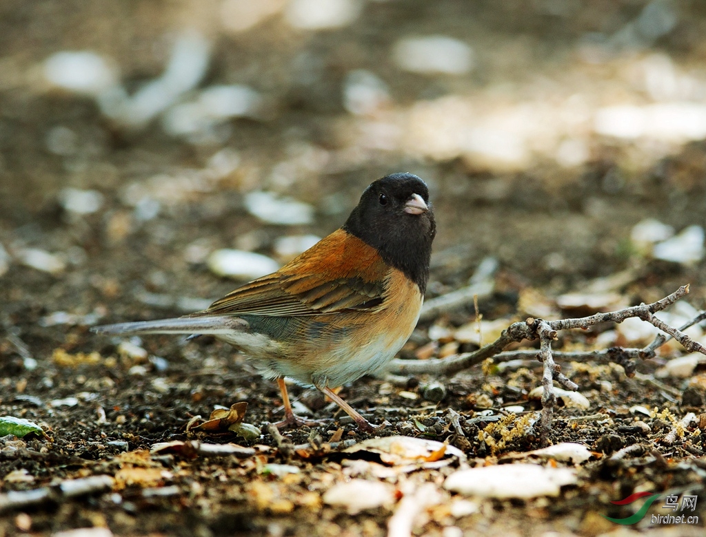 美国加州行拍鸟之五黑眼灯芯草雀darkeyedjunco