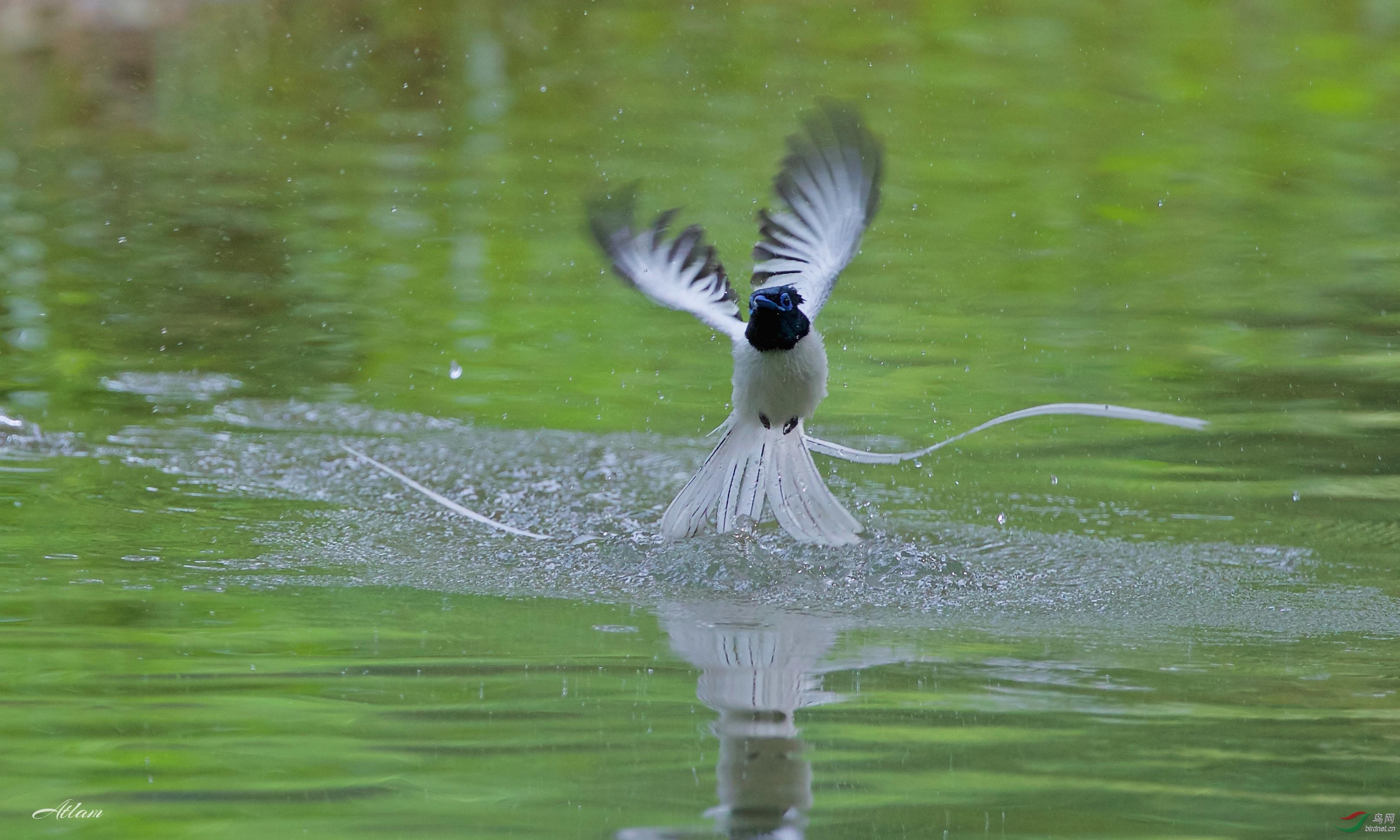 长尾白寿带(asian paradise flycatcher)