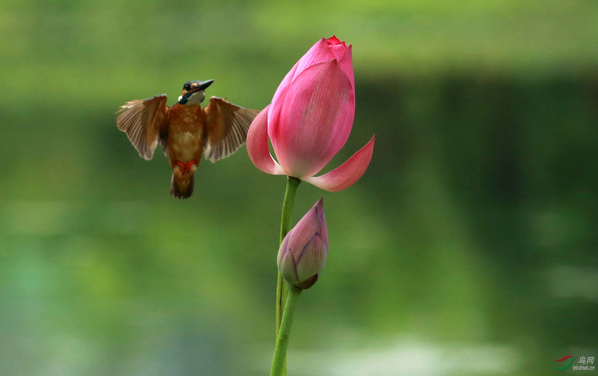 201506288.jpg