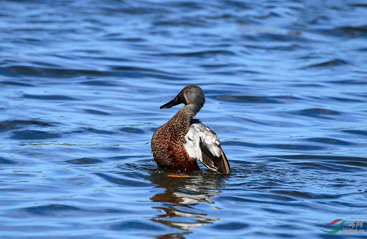 黑顶琵嘴鸭美丽欢快的黑顶琵嘴鸭