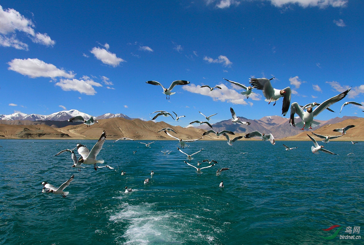 西藏阿里班公湖鸟岛