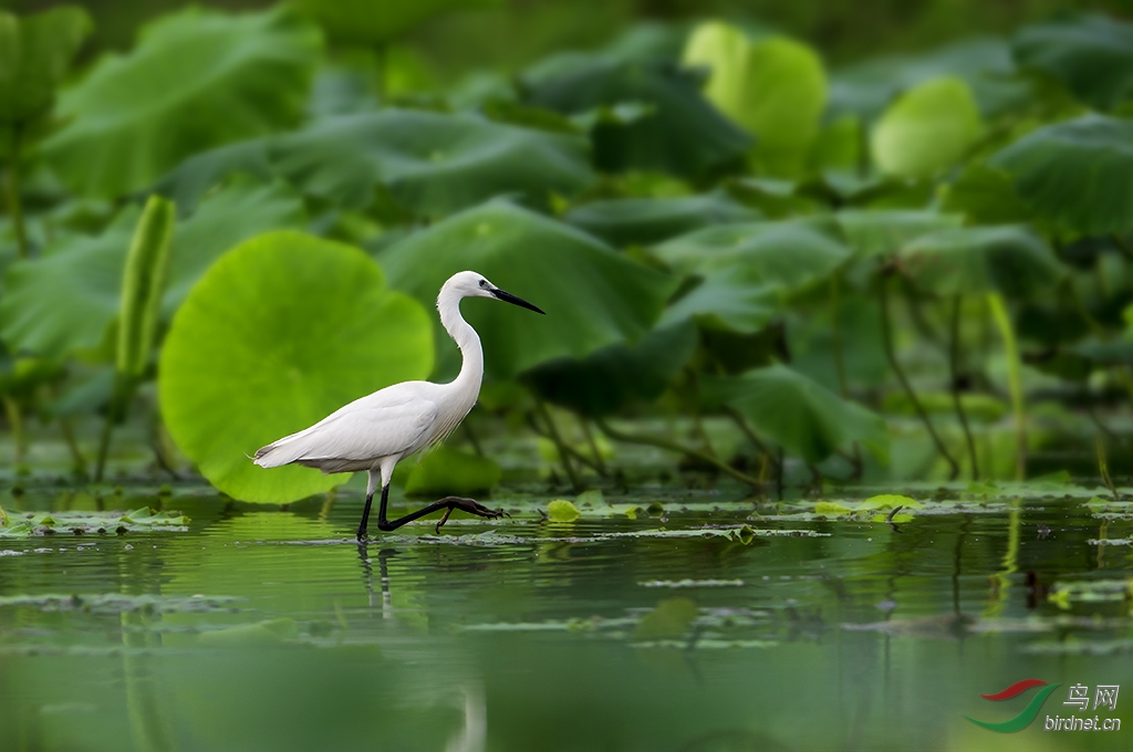 荷塘白鹭