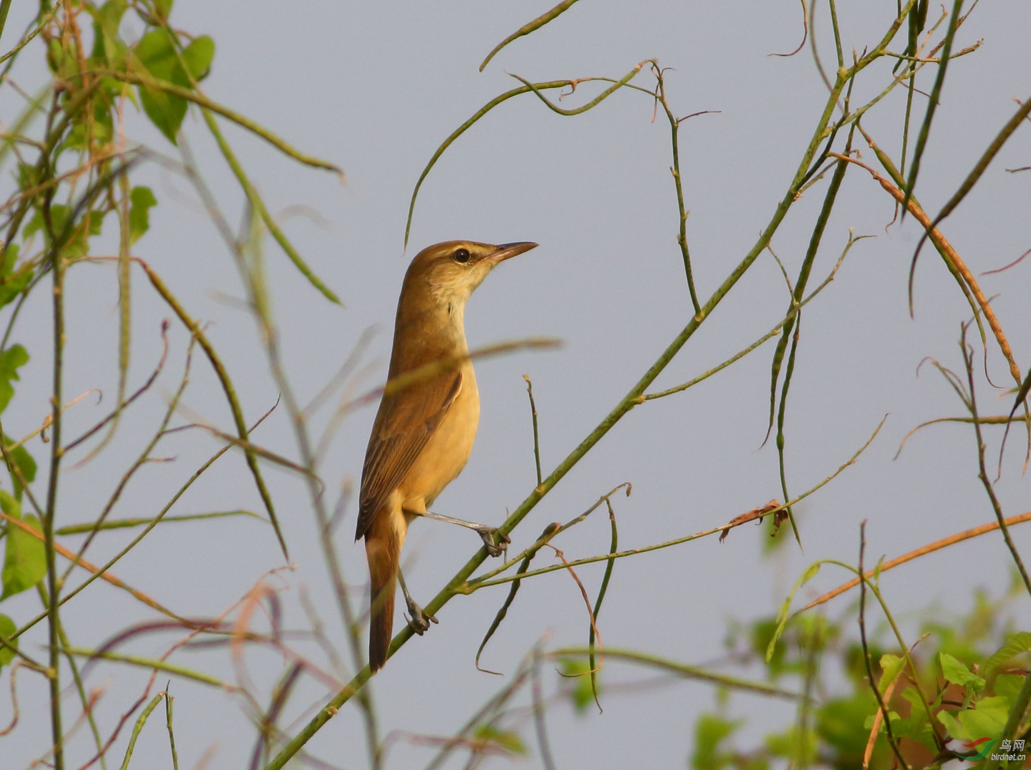 夕阳下的东方大苇莺