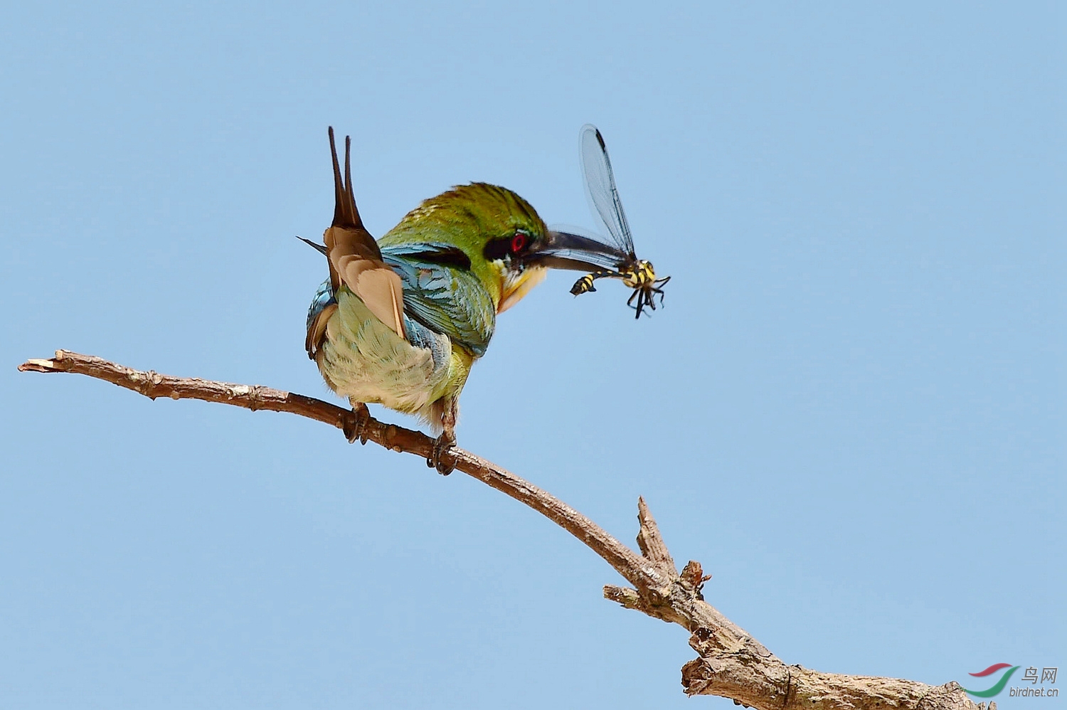栗喉蜂虎 - 广东版 guangdong鸟网