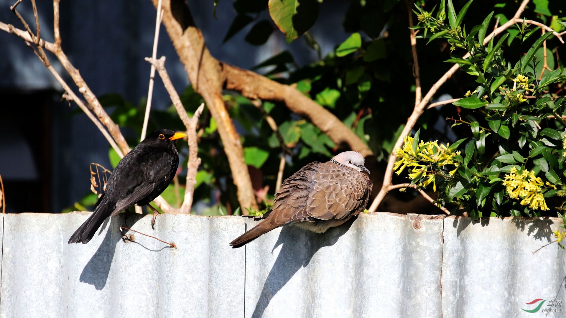 乌鸫和珠颈斑鸠