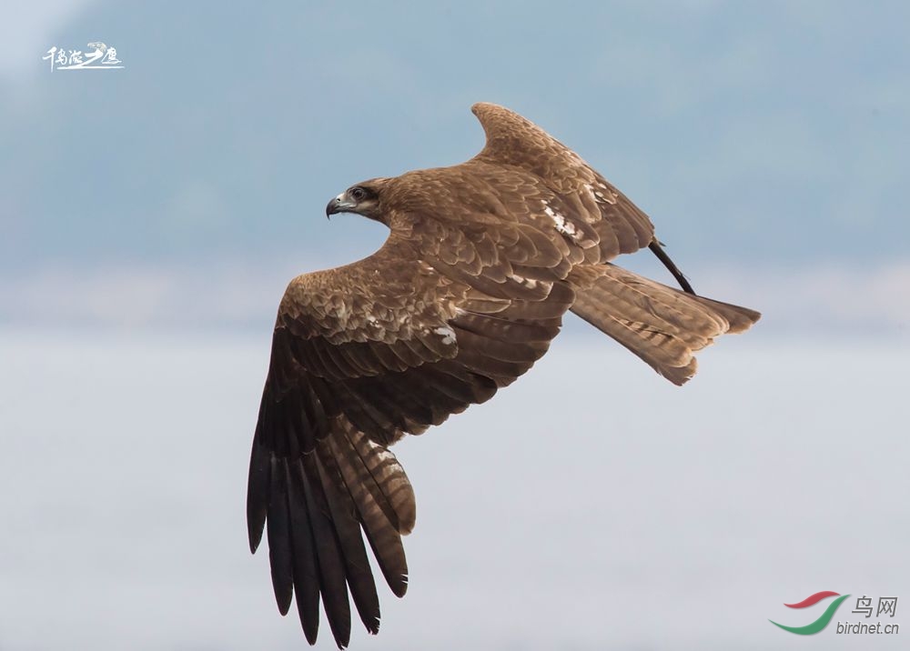 千岛湖老鹰基地作品006