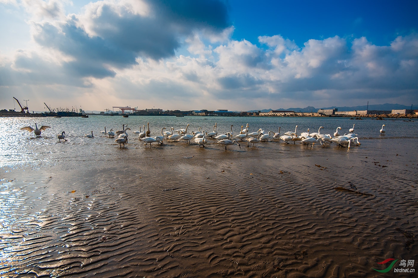 湛江市天鹅湖风景区图片