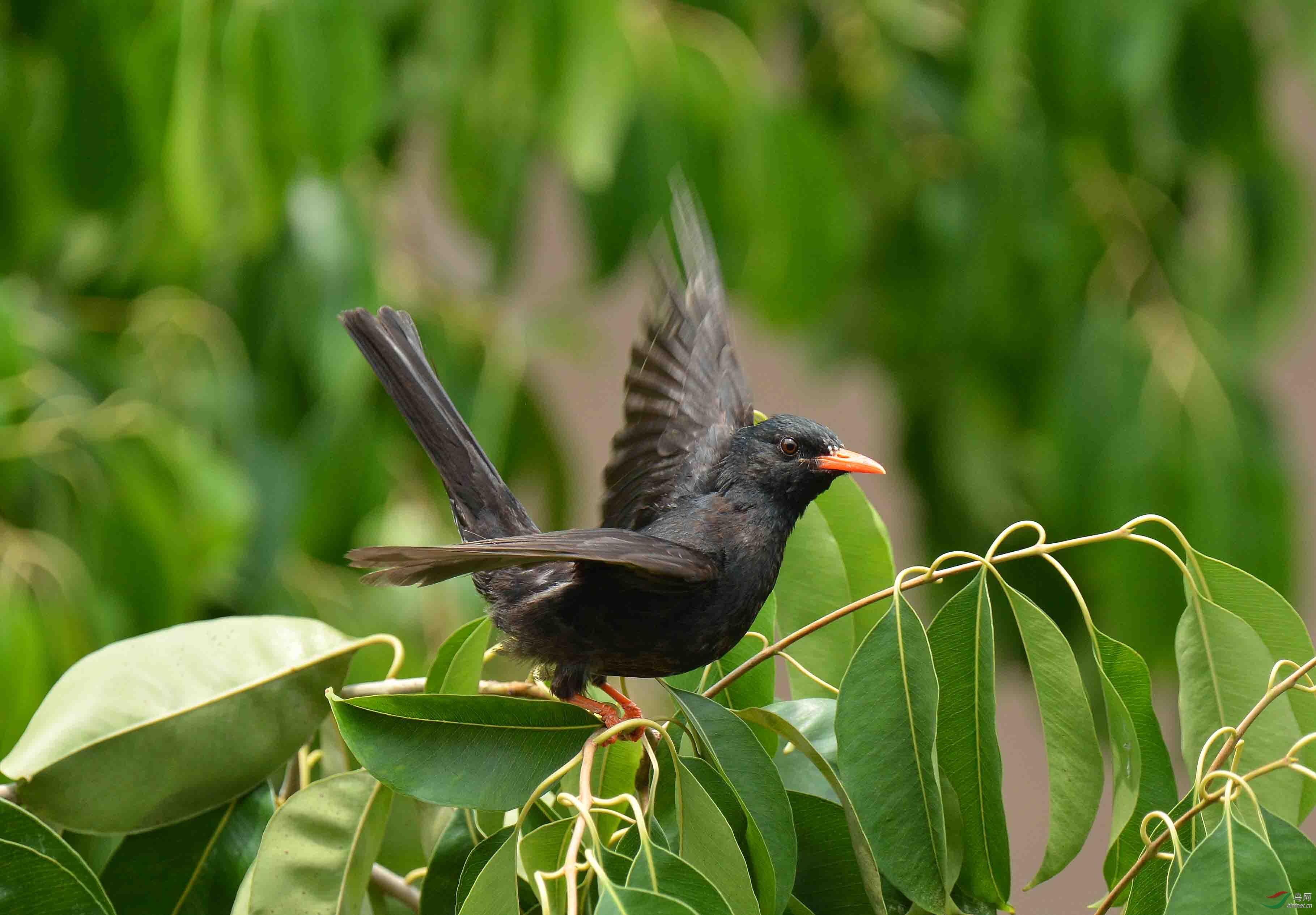 鸟荒拍鸟---黑鹎