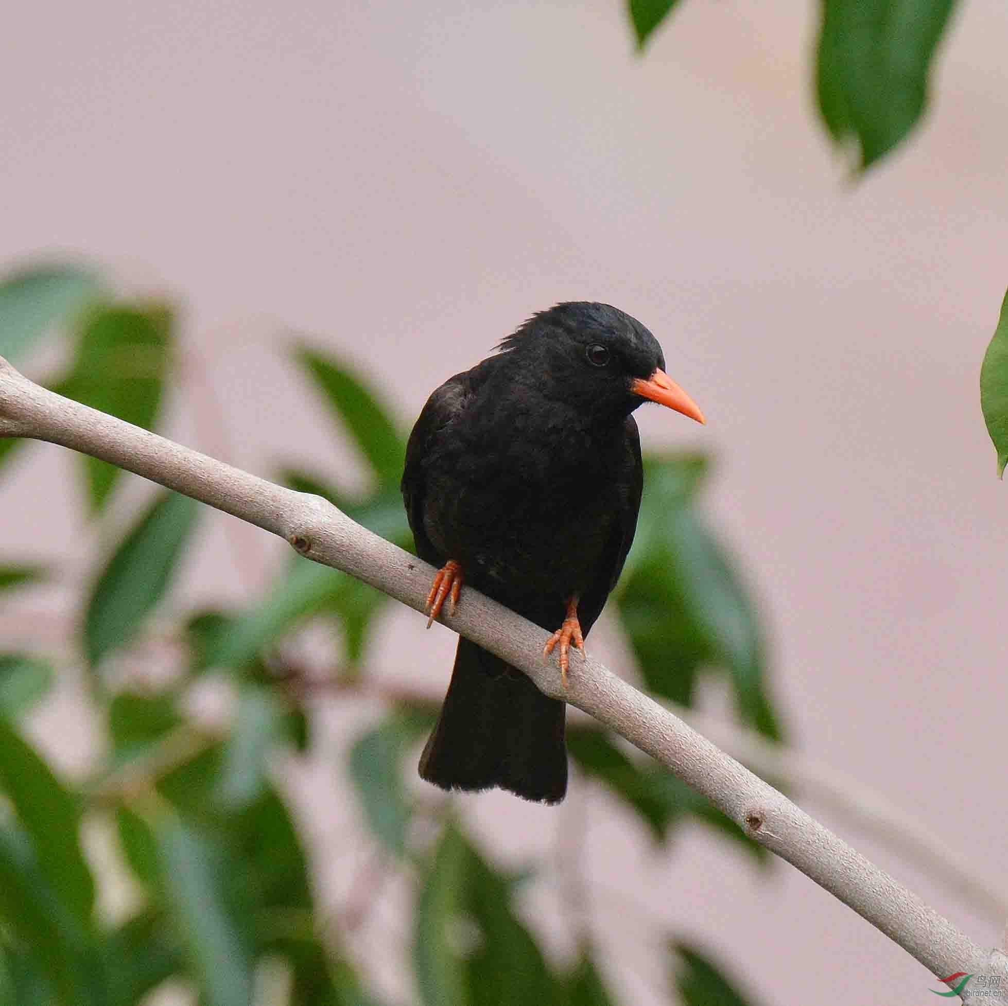 鸟荒拍鸟---黑鹎
