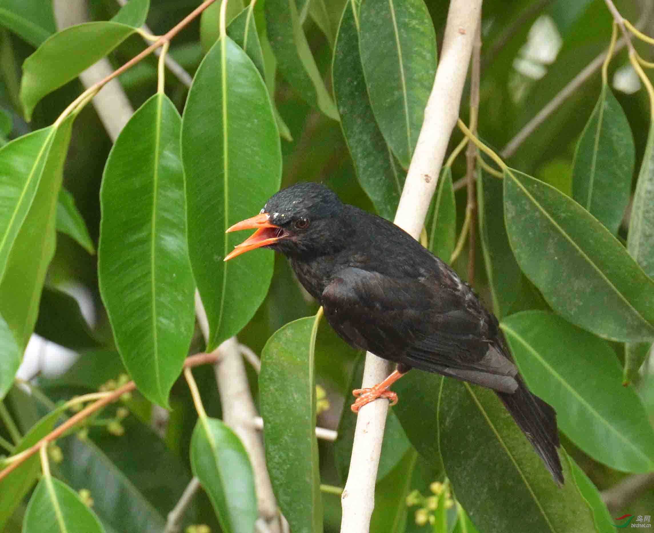 鸟荒拍鸟---黑鹎