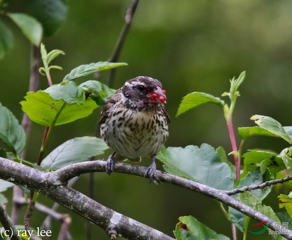 玫胸白翅斑雀(rose-breasted grosbeak)