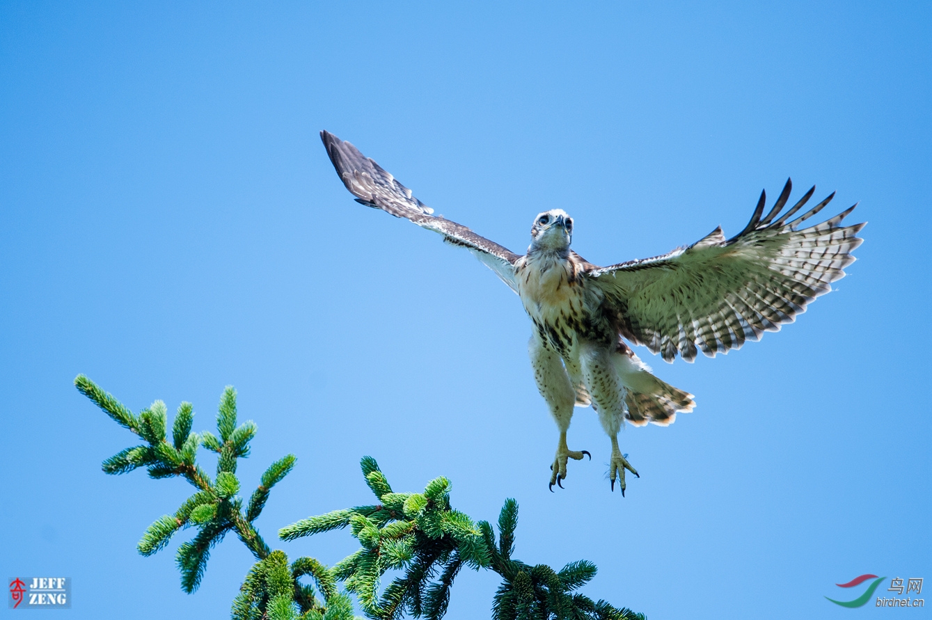 雏鹰起飞