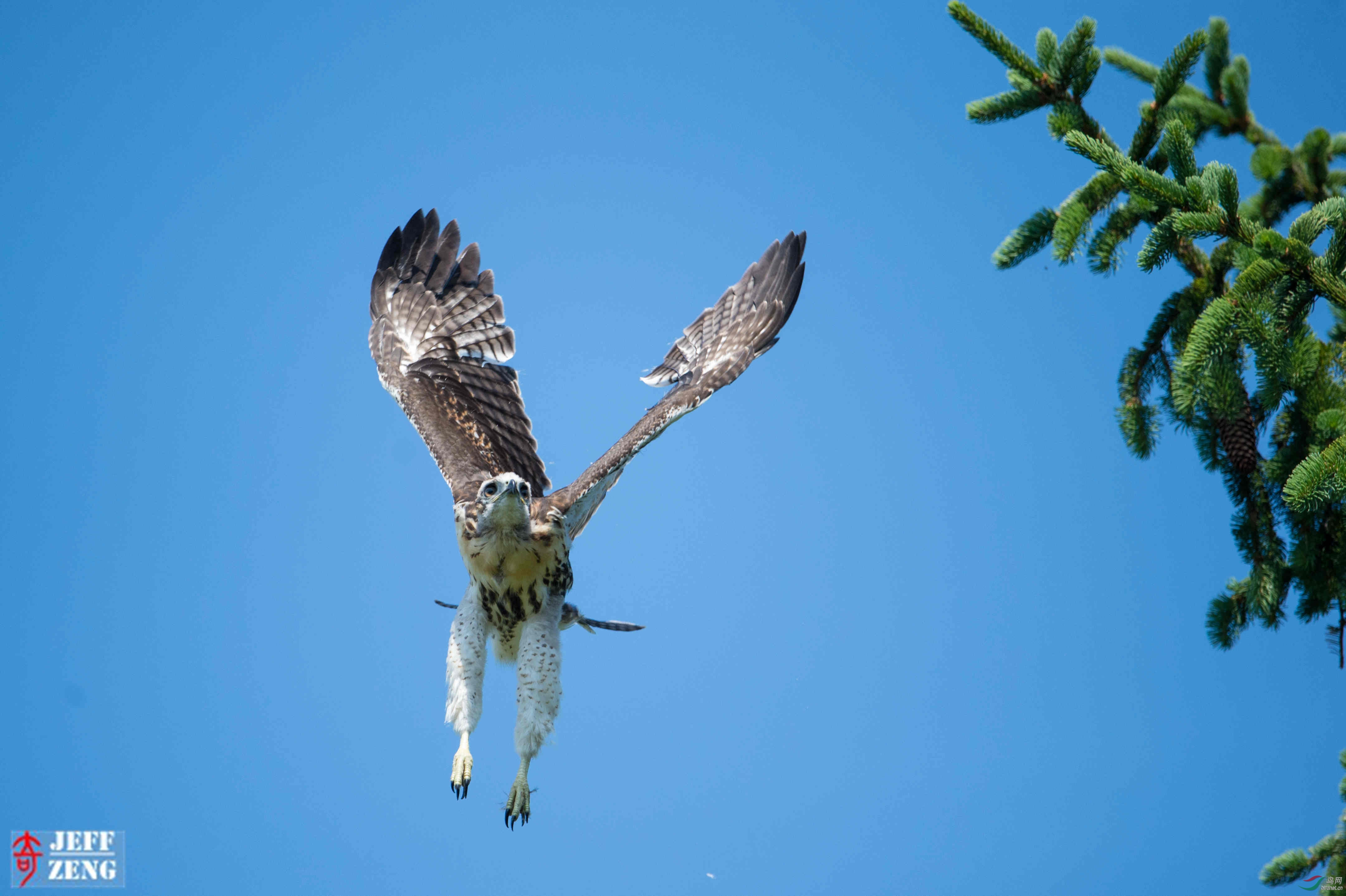 雏鹰起飞
