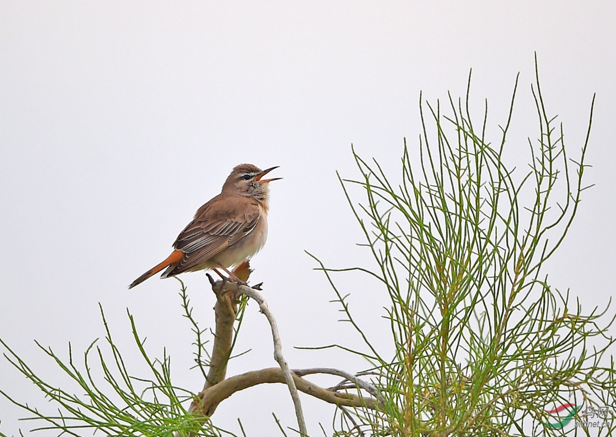 (棕薮鸲)荒漠中的歌唱家——棕薮鸲