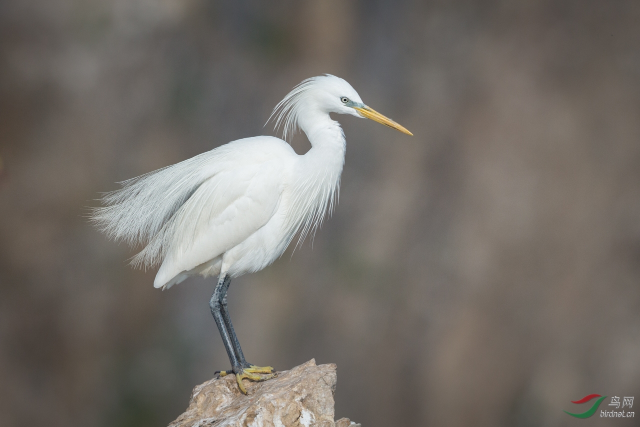 卖萌的黄嘴白鹭