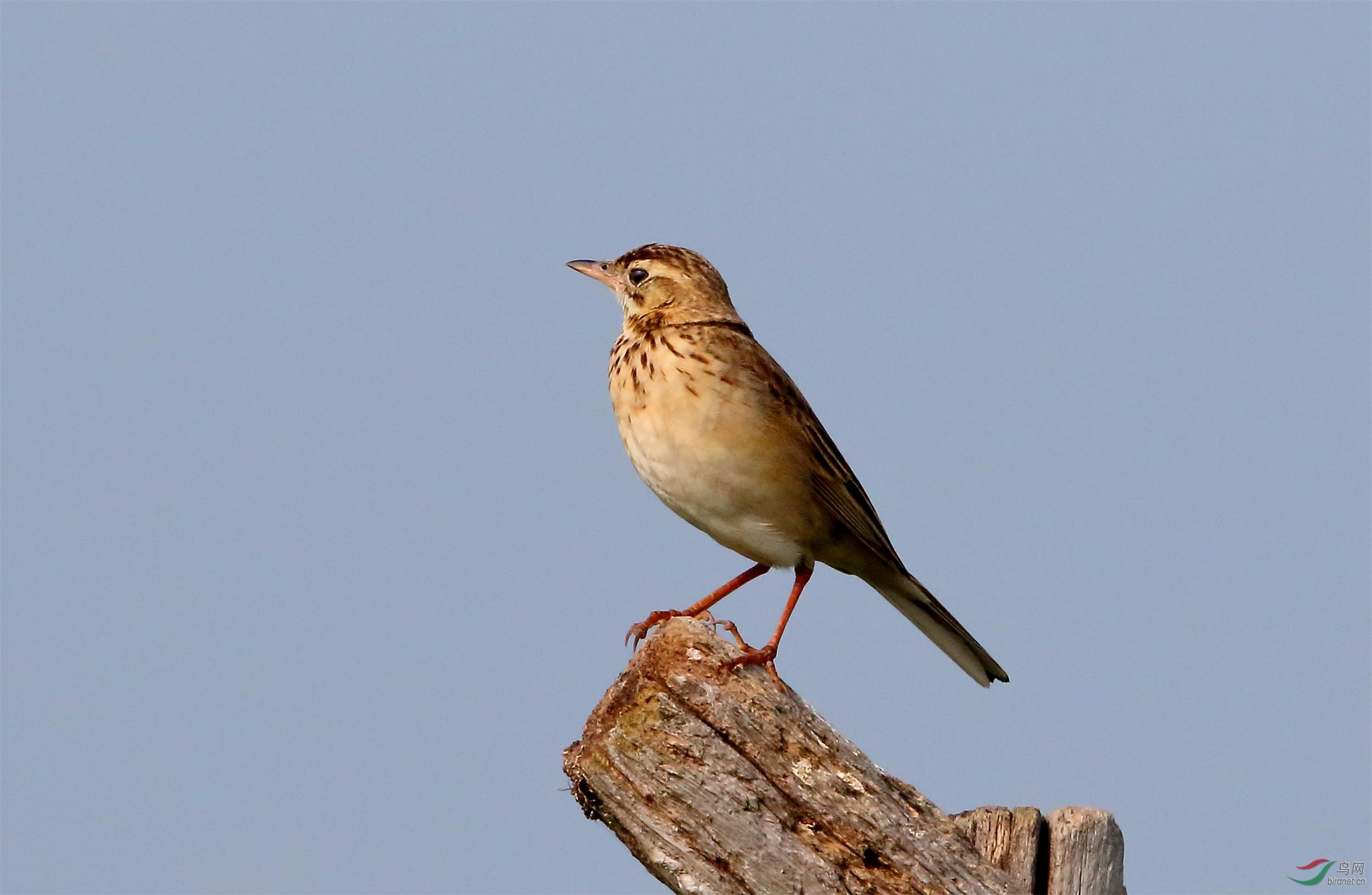 请教是什么鹨 - 鸟类识别 bird identification 鸟网