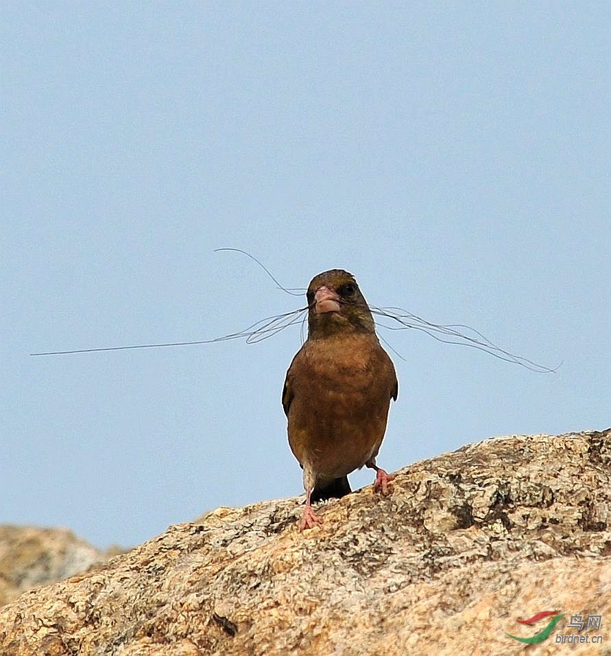 长胡子的金翅鸟