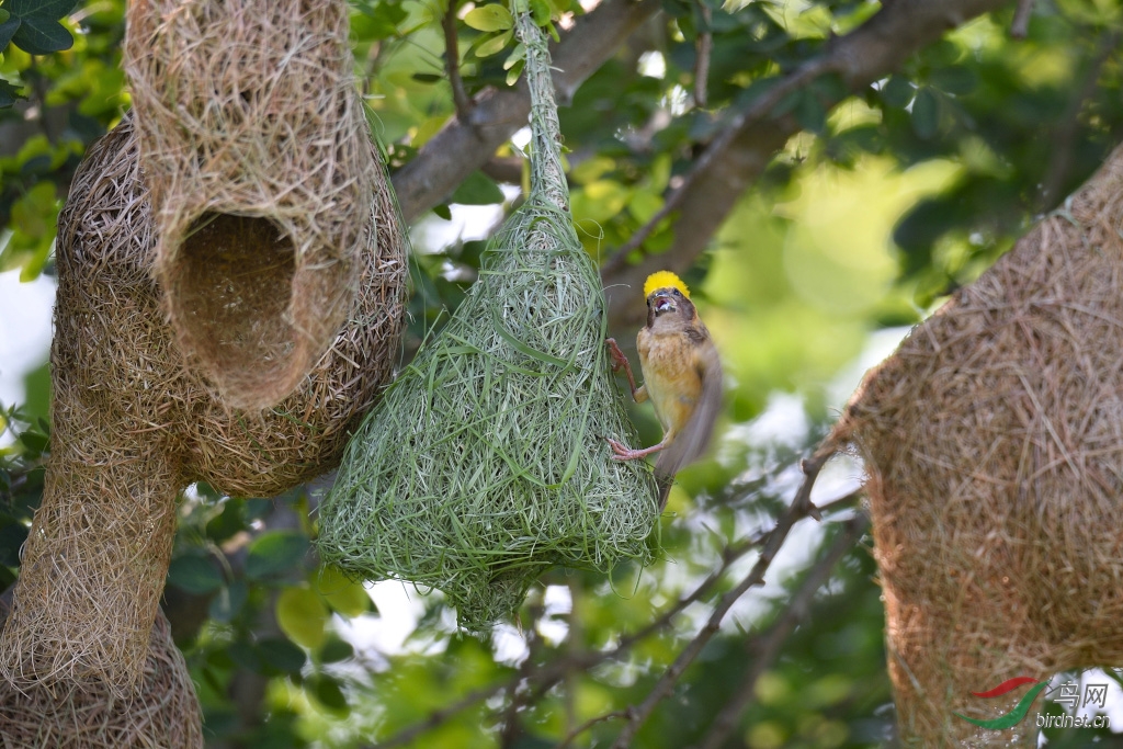 曾经在本版发表过织布鸟织巢的片子,觉得有违鸟网发图