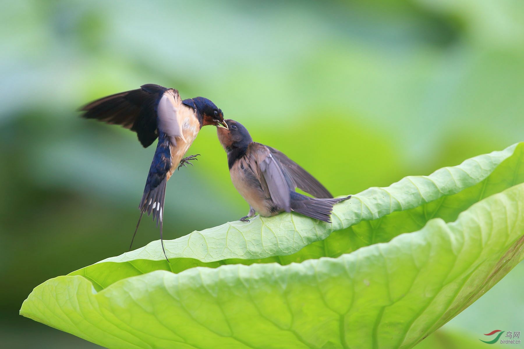 燕子哺育图