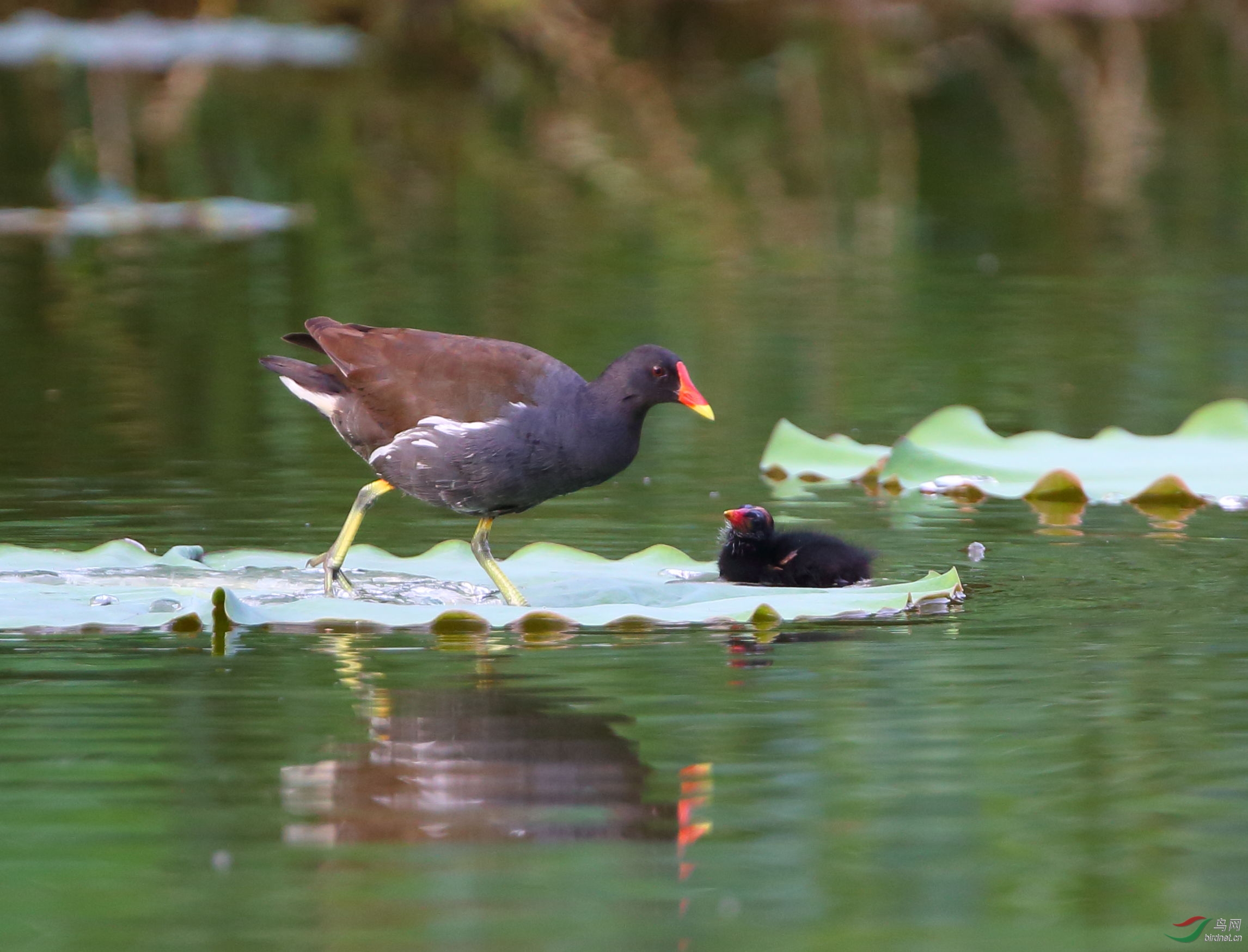 妈妈面前撒把娇----黑水鸡