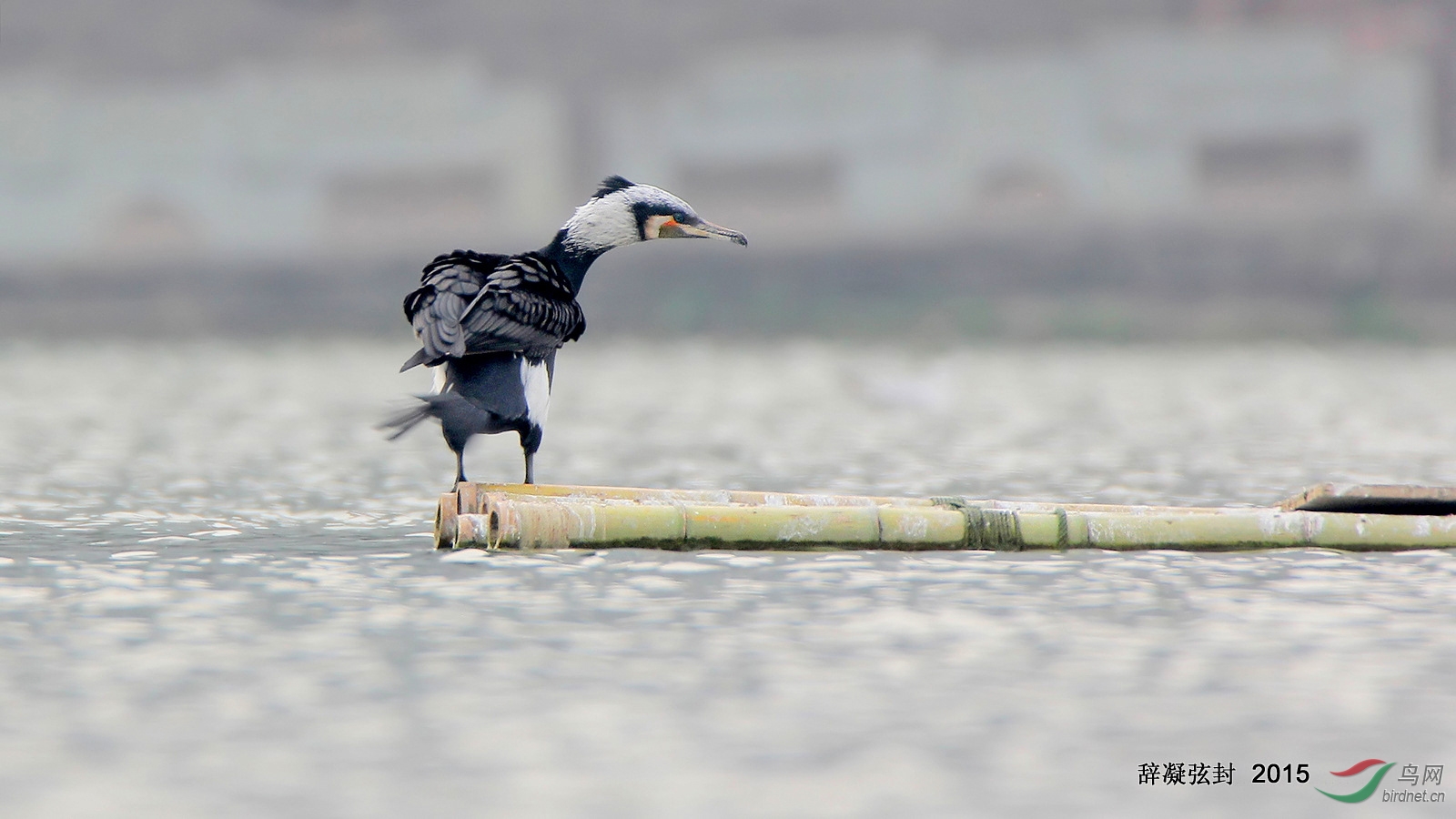 寒江竹排野生鸬鹚