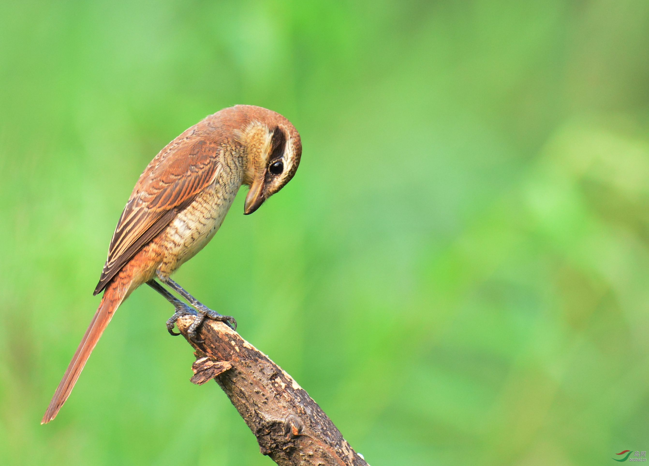 伯劳鸟是几级保护动物图片