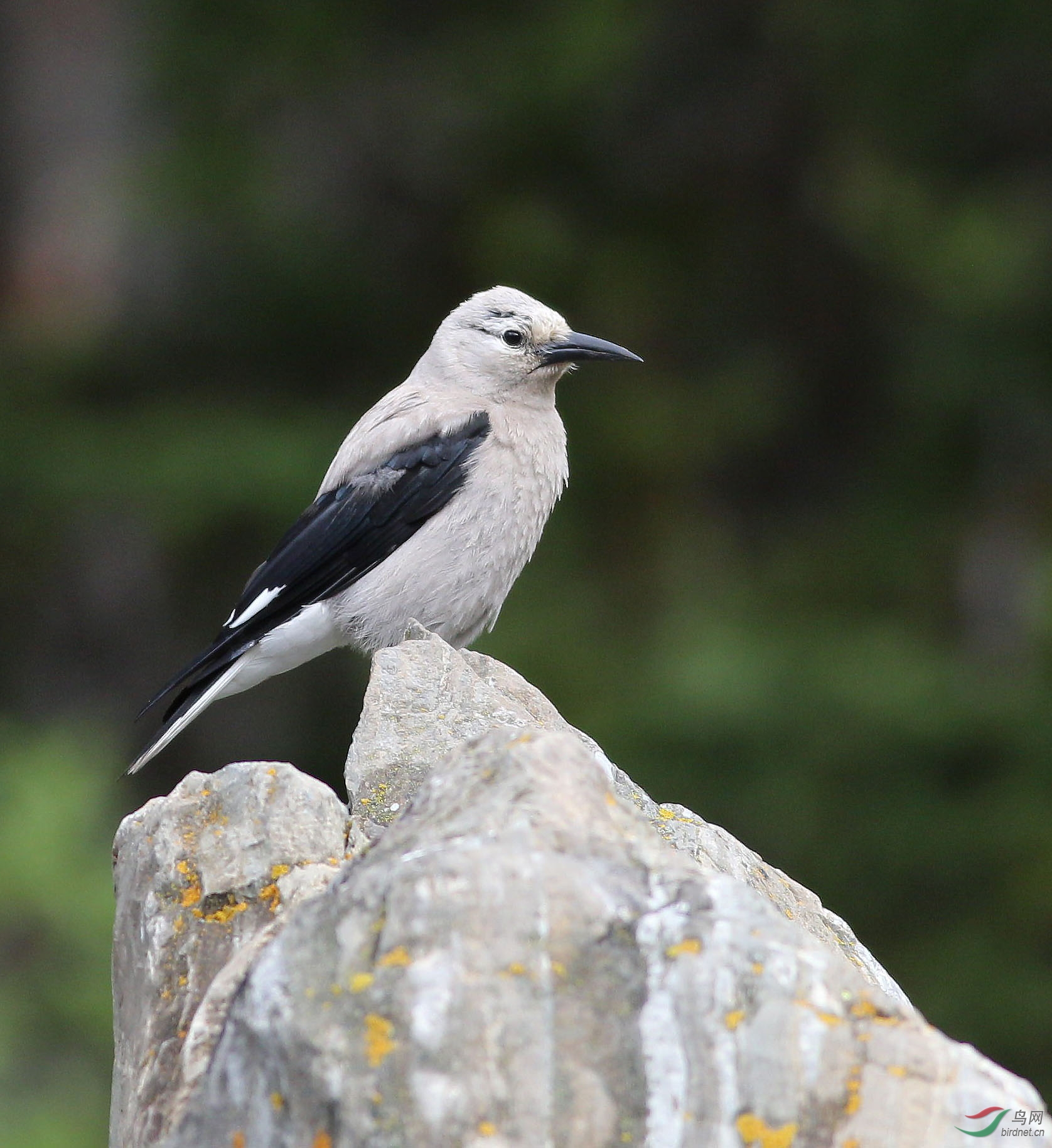 加拿大拍的北美星鸦