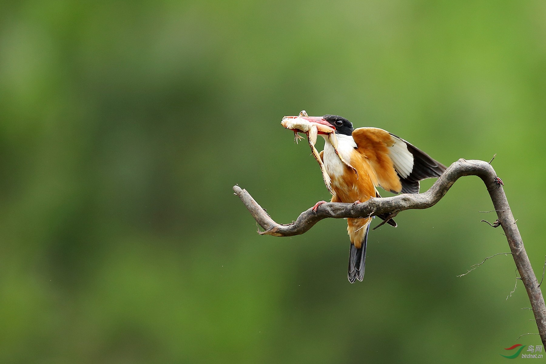 美味- 鸟类文化版 鸟网