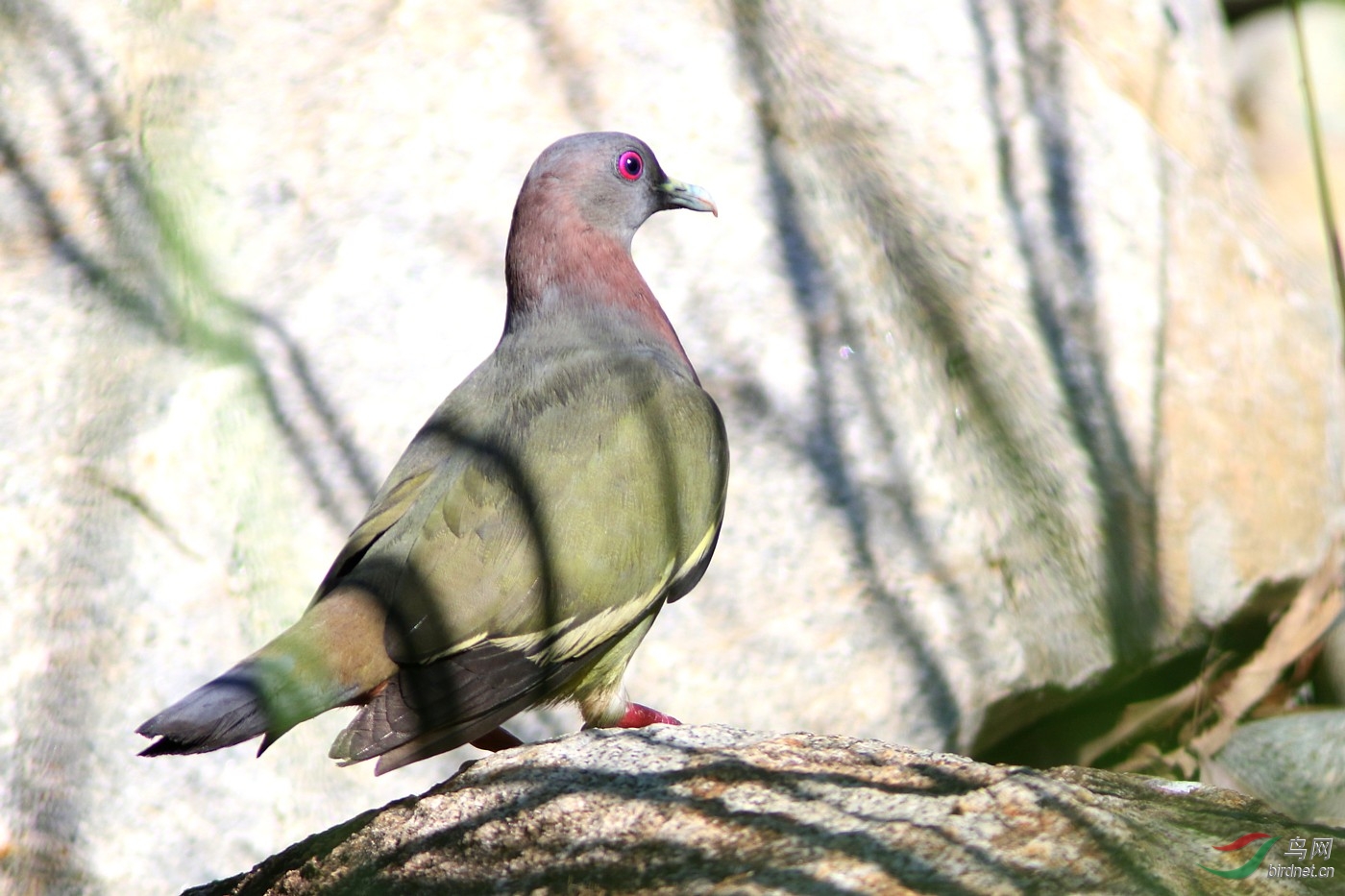 红颈绿鸠