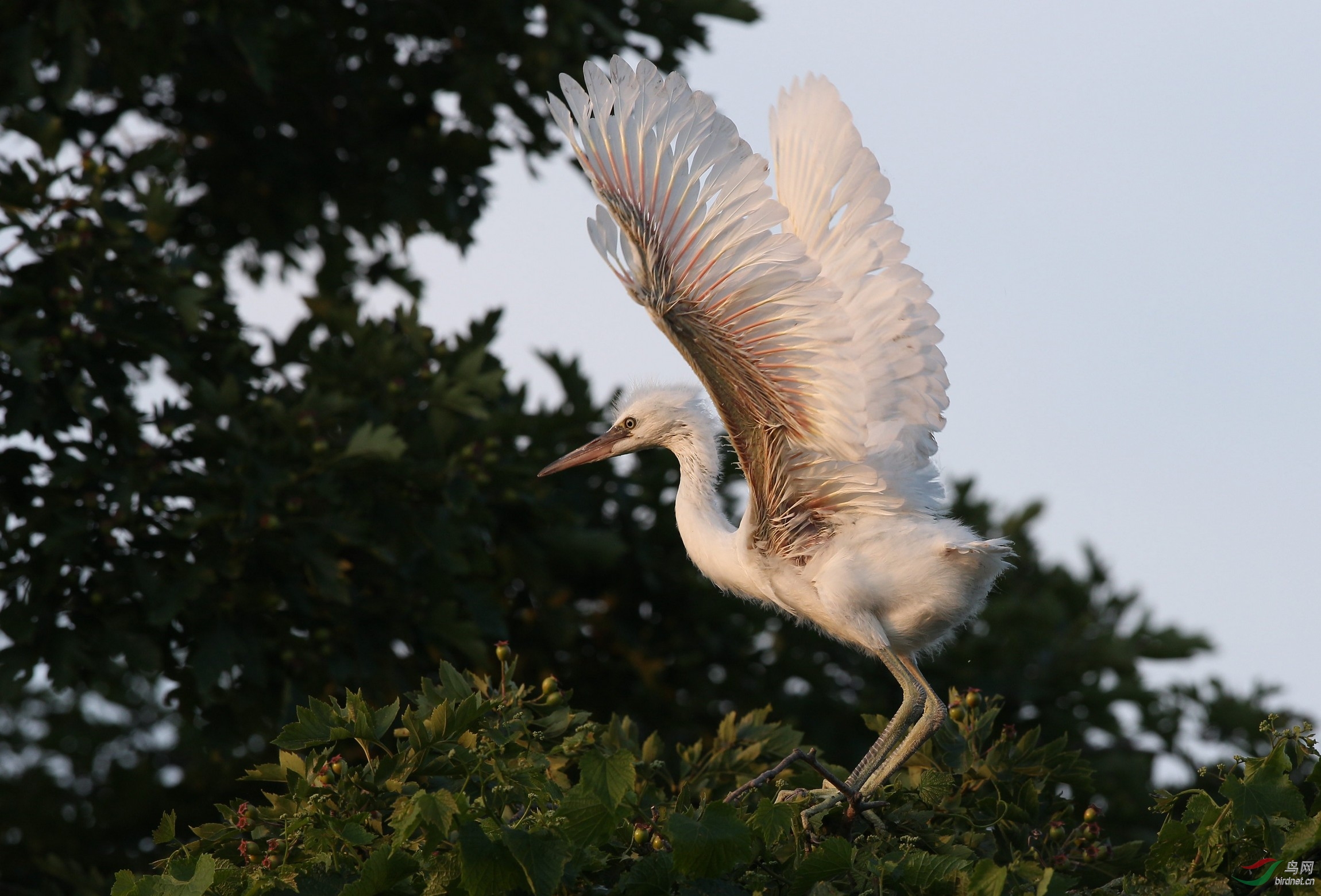小白鹭雏鸟枝头秀技