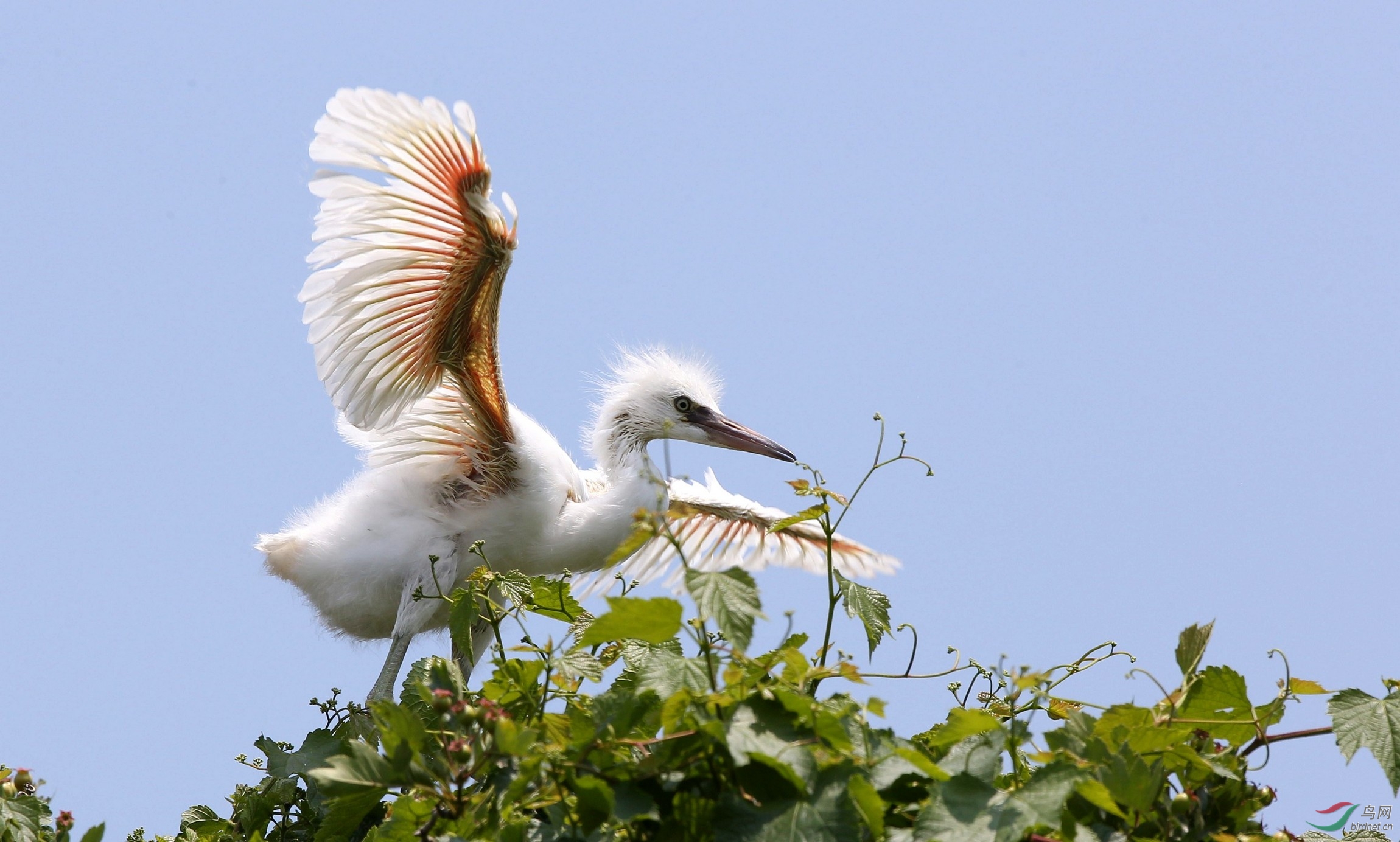 小白鹭雏鸟枝头秀技