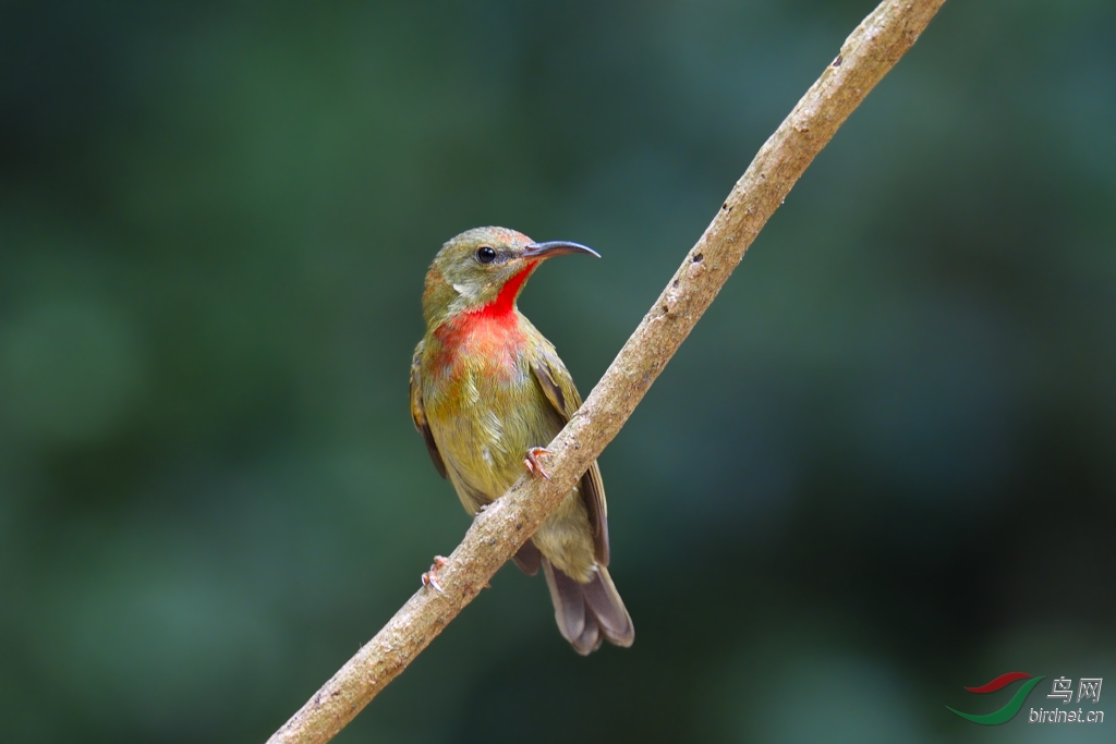 请允许我称呼您红喉太阳鸟
