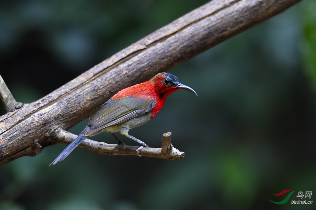请允许我称呼您红喉太阳鸟