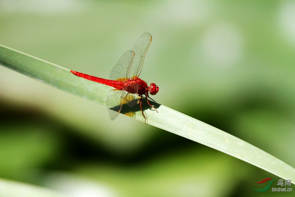 红辣椒蜻蜓
